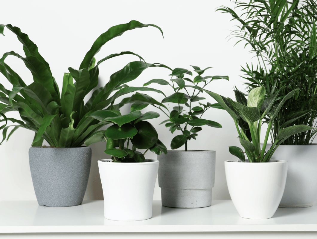 Steps to improve indoor air quality